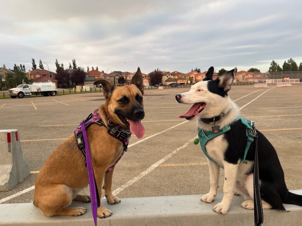 Maggie and Smudge